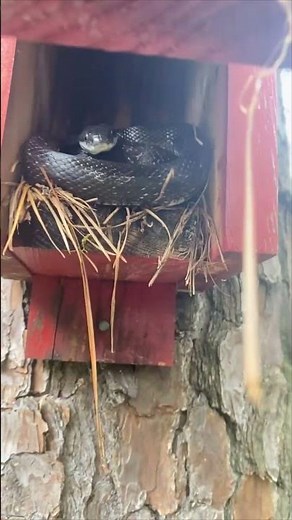 Person Screams As Snake Leaps From Birdhouse