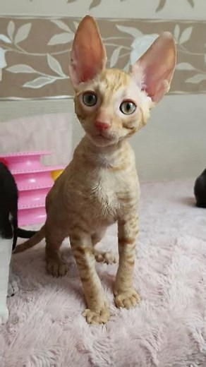 Cornish Rex Kittens are ready to play!!!