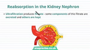 74.Excretory System_ Selective Reabsorption _ A-level Biology _ OCR, AQA, Edexce