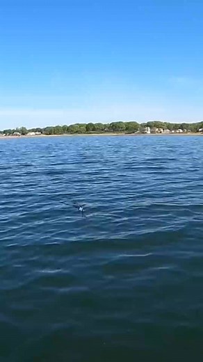 I have a lovehate relationship with bluefish Their teeth shred mono leaders and soft plasti | Lakeside Lures