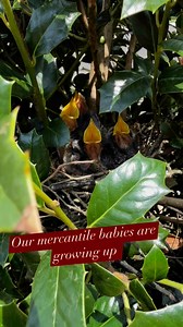 2.2K views · 72 reactions | We’re pleased to have a mockingbird family at the shop … mama’s been great at feeding them. I suspect they were disappointed when I took a peek. | Louisville Mercantile | Facebook