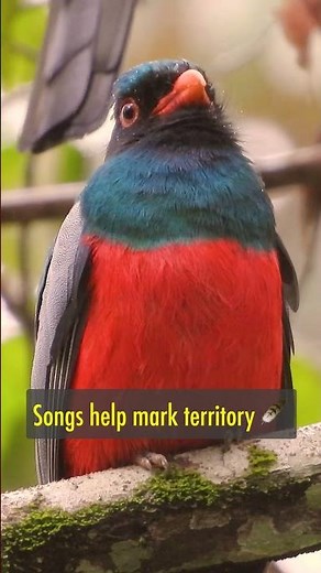 Why Do Birds Sing? 🐦 Explained