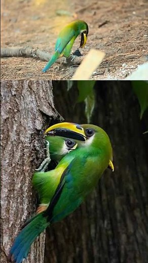 The little toucan that almost no one knows about 🦜💚