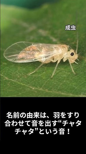 チャタテムシ
