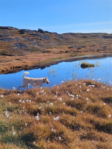 Alluring Arctic on Reels