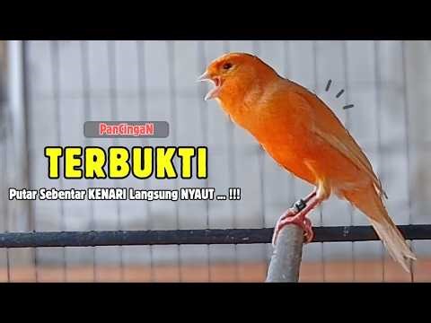 Kenari GACOR Panjang Suara PANCINGAN Kenari PAUD Belajar Bunyi Ngeriwik | Masteran Kenari Paud #718