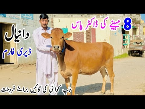 Daniyal Dairy Farm | Top Class Jersey Cows | First Timer Cows For Sale 2025 🐄💥