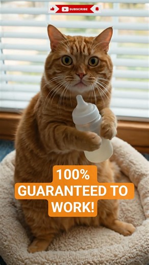 Newborn kitten distress call high pitch - Cat Sounds to Attract Cats - Cat Sounds #shorts #catsounds