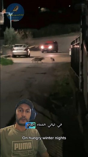 When wolves are hungry, they hunt dogs in villages - ذئب يفترس كلب في القرية #wolf #dog #hunting