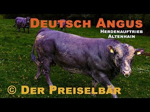 Angus Rinder - Herdenauftrieb