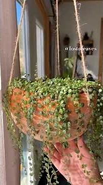 String of Turtles Care #plantcaretips #succulents #peperomia #houseplants #plantlover #plants