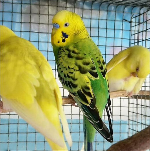 Beautiful Yellow and Green Budgies (Budgerigars/Parakeets), Budgie Birds