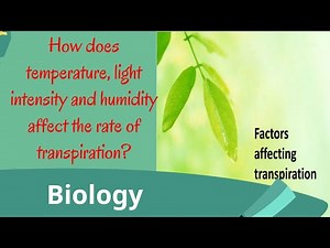 How does temperature, light intensity and humidity affect the rate of transpiration?