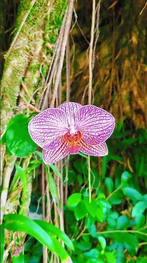 Rainforest Alive: Flora, Fauna & Flowing Streams in Hawaii