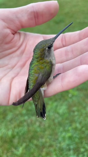 My super secret super easy rescipe #hummingbird #hummingbirdsoftiktok #bird #birds #birdwatching #birdfeeder #birdfeeding #wildlife #hummingbirdking #hummingbirdchallenge #hummingbirdfeeder #hummingbirdsoftiktok #birdwatch #wildlifelover #animals #birdsoftiktok #birdtok #country #countrylife #diy #howto