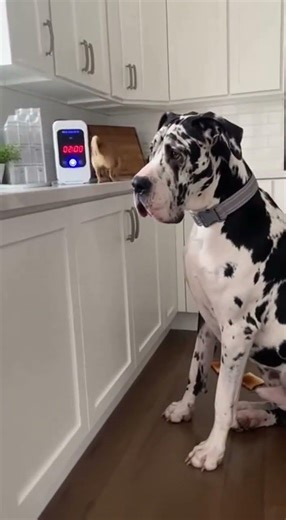 Kitchen Timer Beeps… Chihuahua BEEPS BACK While Great Dane Evacuates 😭⏱️