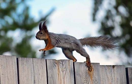 3 Reasons Squirrels Lose The Fluff in Their Tails