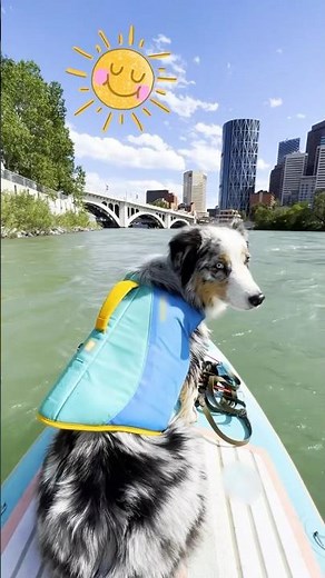 This Dog LOVES Paddleboarding! | Dodo Kids