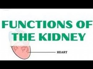 Functions of Kidney