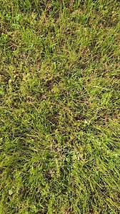 3.3K views · 61 reactions | We chew real rawhides! Most of our...