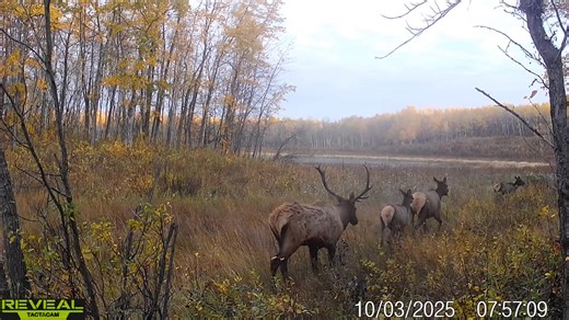 On the move..... Kill'n Stix Sword Sights Hunt Depot Sword/Treelimb Collaborative #elk #trailcam #bullelk #whatgetsyououtdoors #huntalberta #wildlife | Richard Doucette