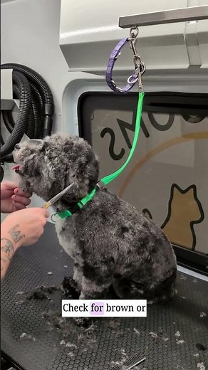 How to Check Your Dog for Fleas (and What to Do Next) | PNWGROOMS