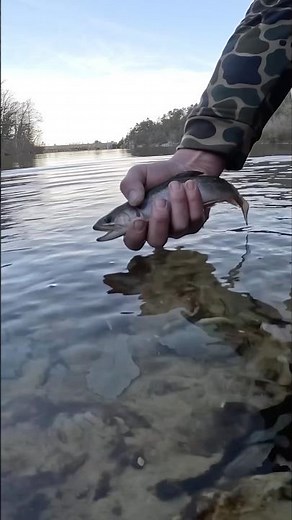 Brook Trout From a Hidden Mountain Reservoir