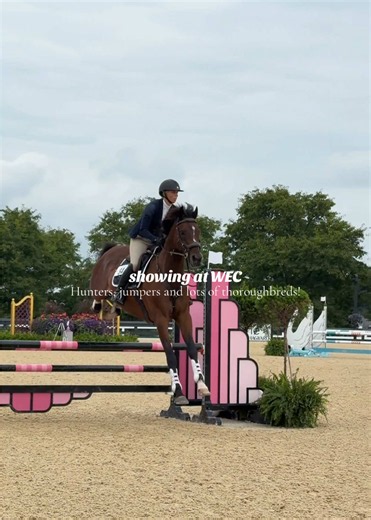 Showjumping Thrills: Riding a Thoroughbred with Speed and Style