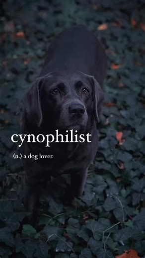 Daily Logophilia | New Words on Instagram: "Drop a heart if you love dogs ❤️ 🔸 Follow @dailylogophiles for more words and ideas that capture emotions and experiences beyond language. #Dailylogophiles #dictionary #UntranslatableWords #aestheticwords #ａｅｓｔｈｅｔｉｃ wordgasm PhilosophyOfLife DeepWords wordoftheday wordporn words logophile vocabulary vocabularywords vocab vocabtoday vocaboftheday vocabforenglish New word | vocabulary | duolingo | learn new word | dictionary | wordstagram | aesthetic wo