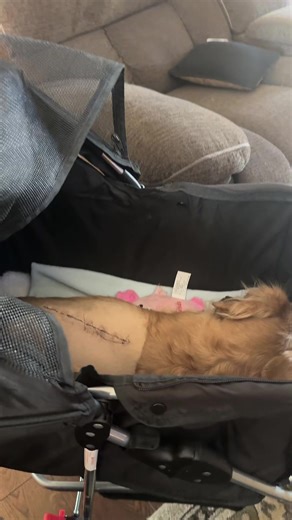 Dachshund IVDD Recovery Journey