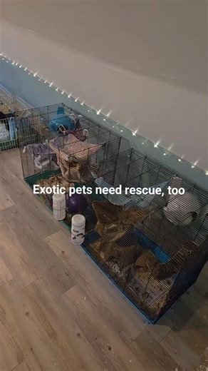 We chose this life- it's our mission to help exotic pets in need. Each day is a unique new challenge. Join us on our journey. #animallovers #animals #animalrescue #rats #guineapigs | Atlantic Critters Rescue