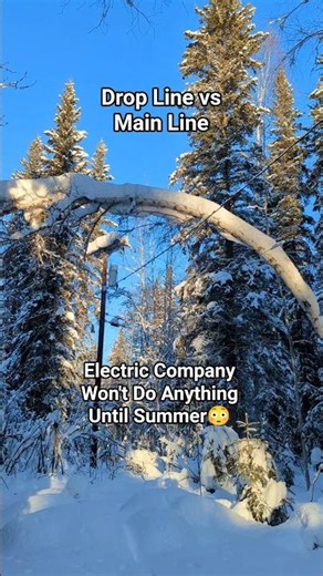 What Would You Do? #tree