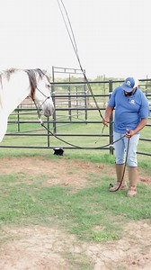 Are training sticks hurting your horse? 🤔 Learn why traditional whips can be harsh and how to choose a training tool that prioritizes clear communication and positive reinforcement. #horsetraining #horsewelfare #steadyhorse | Steady Horse