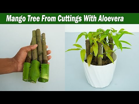 How to propagate mango tree from cuttings with aloe vera || With 100% success