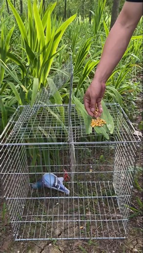 alam 🌿🍃 perangkap unggas