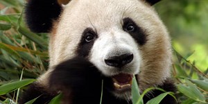 Can You Name All These Animals That Begin With The Letter "G"?