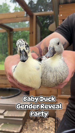 Identifying Call Duck Gender by Voice: Tips and Insights