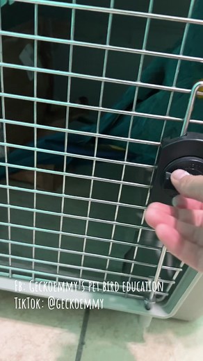 Paco is a parrot nail trim that requires two sets of hands for safety 👷‍♀️ Because of her lifelong beak deformity, she is unfortunately no stranger to beak trims, and they scare her. She responds by trying her hardest to get away. Some parrots will always hold onto their fear and insecurity, but desensitization training at home can really help make grooming sessions easier on everyone @💚Geckoemmy🦜