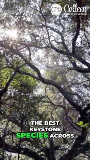 Oak Trees: Nature's Keystone Species #shorts