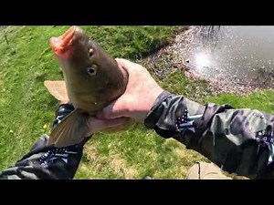 Carp Fishing - They Kept Coming For Floating Bread :-).