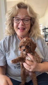 Reserved #puppyperfectionist #cavapoo | Puppy Perfectionist