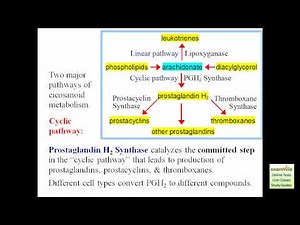 Eicosanoid Synthesis