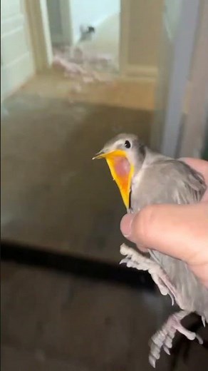 funny bird screaming meme