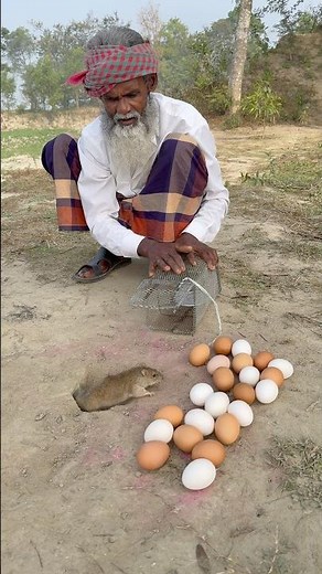 Rat Trapping Method by cage Traps #farming #agriculture #rathunter