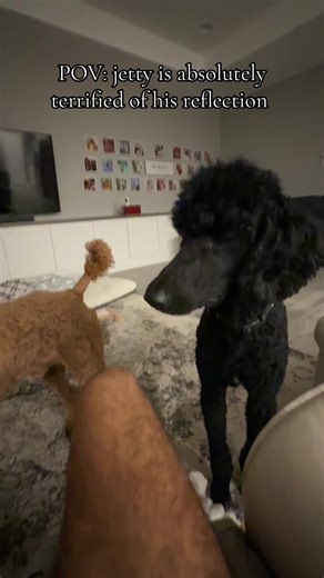 Sweet Paws & Pads (@sweetpawsandpads)’s videos with original sound - Sweet Paws & Pads