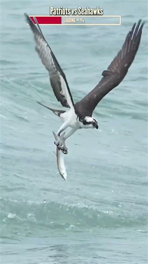 Super Bowl LX Preview: Seahawks vs. Patriots (Real Life Edition) 🏈 | Algorithm Cleanse