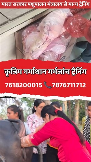 How to Check Pregnancy in Cattle & Buffalo | Animal Pregnancy Diagnosis Training