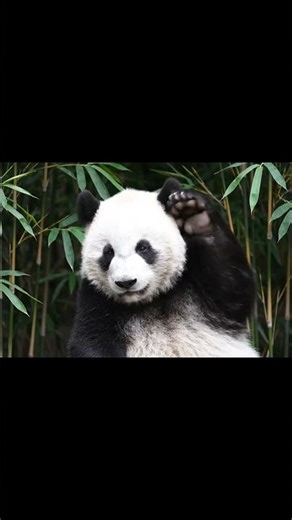 Friendly Giant Panda Waving Hello 👋🐼