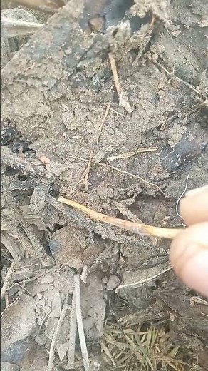 Amazing Insect Video | Beautiful & Strange Insects Close-Up | Nature Short