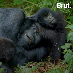 Éduquer, nourrir, protéger… Chez les primates aussi, les pères ont un rôle à jouer. Le documentaire "Primates, la force du clan" sera diffusé ce samedi à 21h05 sur France 2. | Brut nature FR